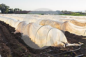 Greenhouses in country garden in spring