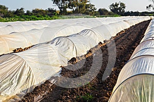 Greenhouses in country garden in spring