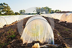 Greenhouses in country garden in spring