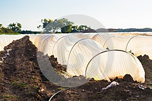 Greenhouses in country garden in spring