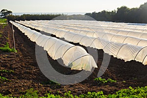 Greenhouses in country garden in spring