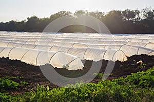 Greenhouses in country garden in spring