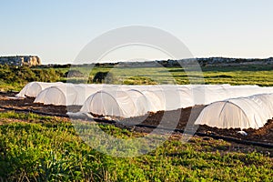 Greenhouses in country garden in spring