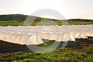 Greenhouses in country garden in spring