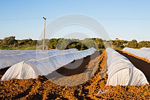 Greenhouses in country garden in spring