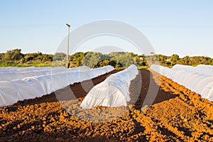 Greenhouses in country garden in spring