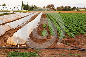 Greenhouses in country garden in spring