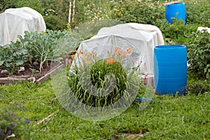 Greenhouses, covered with a polyethylene film and blue plastic barrels for water, stand in the garden.