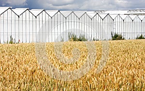 Greenhouses and cropland in Holland photo