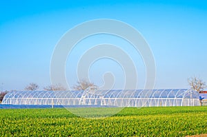 Greenhouses in the field for seedlings of crops, fruits, vegetables, lending to farmers, farmlands, agriculture, rural areas, agro