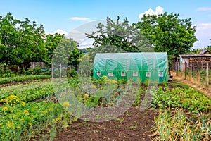 Greenhouses for growing fruits and vegetables. Background with selective focus and copy space