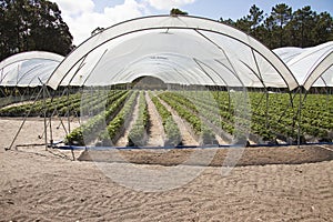 Greenhouses holding strawberries photo