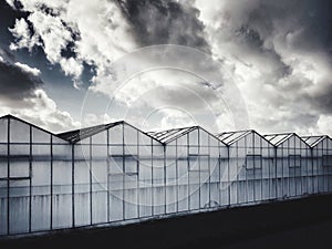 Greenhouses in the Netherlands