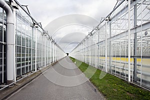 Greenhouses in the Netherlands