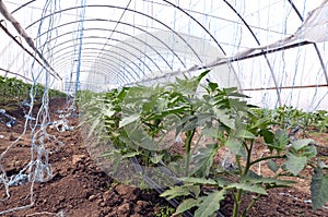 Greenhouses with polyethylene film_5