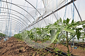 Greenhouses with polyethylene film_6