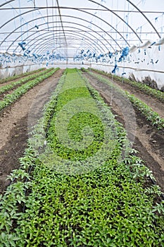 Greenhouses with polyethylene film_11