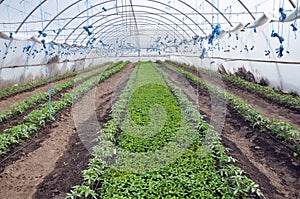 Greenhouses with polyethylene film_12