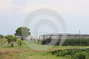 Greenhouses for the production of vegetables in an area of agric