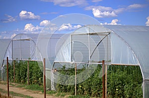 Greenhouses