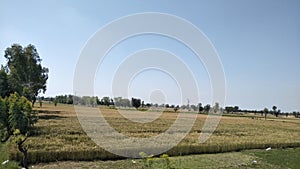 Greeniah fielda captured by drone camera. Wheat crop befor 10 days to harvest