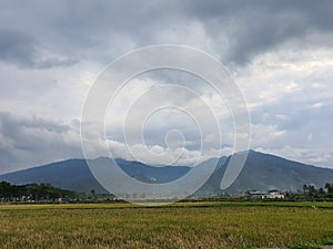 Greenie Rice Fields