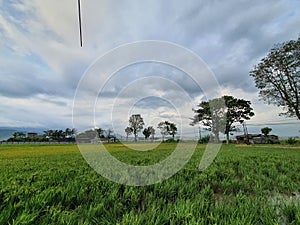 Greenie Rice Fields