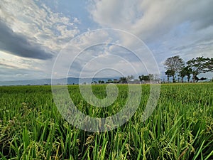 Greenie Rice Fields