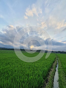 Greenie Rice Fields