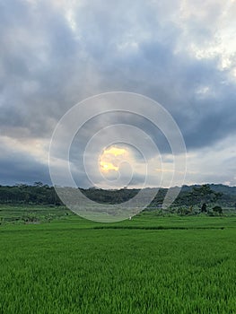 Greenie Rice Fields