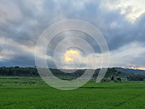 Greenie Rice Fields