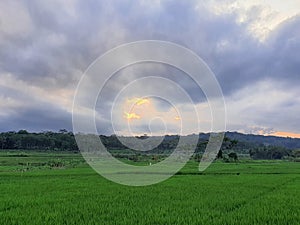 Greenie Rice Fields