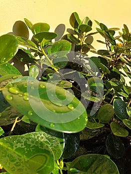 Greenies always good for life