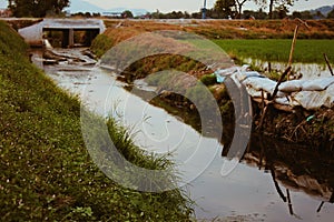 Greenies Paddyfield