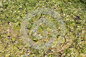 Greenish algae that are the ones that cause the phenomenon of hypoxia