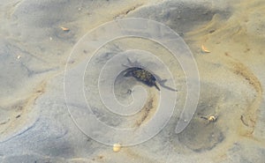 Greenish Black Underwater Crab over Sand - Marine Life at Andaman & Nicobar Islands, India