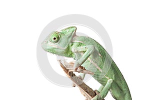 Greenish chameleon on branch