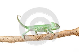 Greenish chameleon walking on a branch