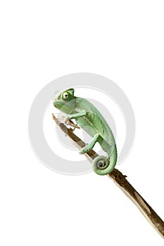 Greenish chameleon walking on a branch