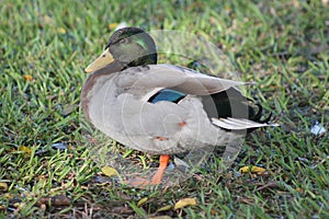 Greenish head Mallard duck standing in the grassy area photo