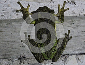 Greenish mexican tree frog dorsal view at night