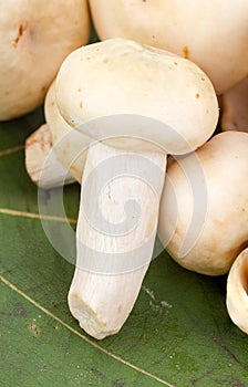 Greenish Mushroom or Green Agaric (Russula virescens Fr.)