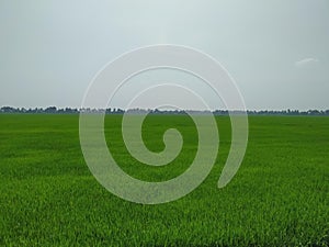 Greenish paddy fields in kerala, India