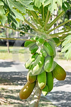 Greenish papaya tree with almost ripe papayas on field