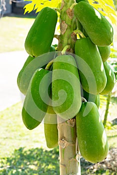 Greenish papaya tree with almost ripe papayas Thailand