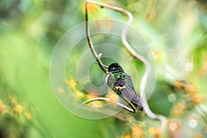 Greenish puffleg sitting on branch, hummingbird from tropical forest,Colombia,bird perching,tiny bird resting in rainforest,clear