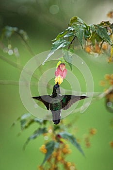 Greenish puffleg sitting on branch, hummingbird from tropical forest,Colombia,bird perching,tiny bird resting in rainforest,clear