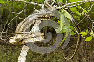 Greenish Rat Snake - Pantherophis alleghaniensis