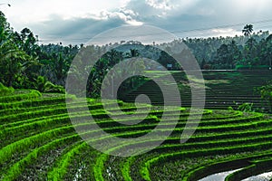 Greenish rice fields with lines on bali in Indonesia