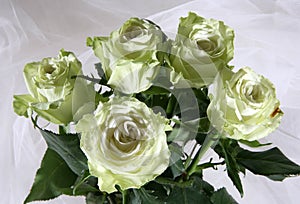 Greenish roses photo